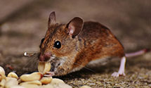 24 Hour & Emergency Exterminators in Menomonee Fls, WI